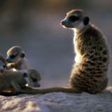 Meerkat, Kalahari Desert, South Africa
