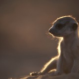Meerkat, Kalahari Desert, South Africa