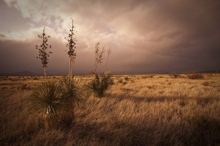 Landscapes