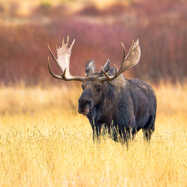 Bull-Moose-in-Rut