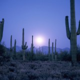 Moonrise, Sonoran Desert, AZ