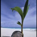 Coconut sapling, Sechelles