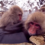 Japanese Macaque, Jigokudani, Japan