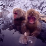 Japanese Macaque, Jigokudani, Japan