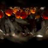 Honeypot Ant, nest interior, Arizona