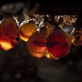 Honeypot Ant, nest interior, Arizona