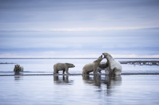 Wildlife