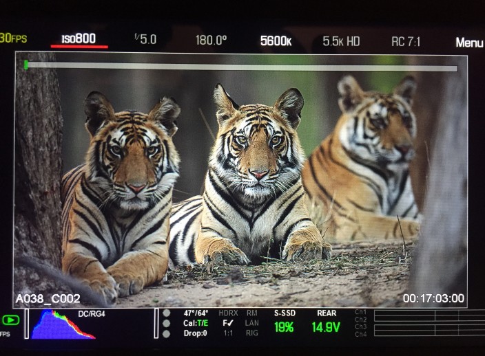 The three male cubs - now a year old, and a handful