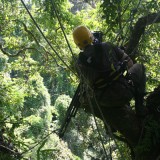 Very high in a tree - courtesy of the Mighty Foggs, filming a Madagascan Hawk Eagle, Masoala, Madagascar, 2010