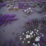 Mojave wildflowers