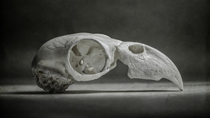 Parrot Skull