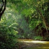 Rainforest stream, Panama
