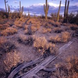 Sonora Desert scenic, AZ