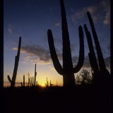 Sonora sunset, AZ