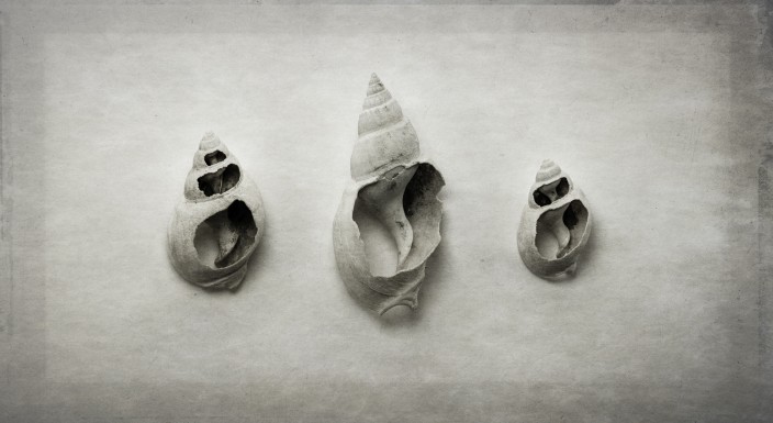 Three eroded shells