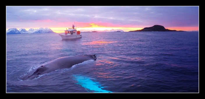 Our boat, us and a humpback. Courtesy of Thomas Evensen and his drone, may it rest in peace.