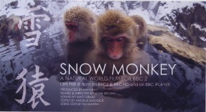 Snow Monkey