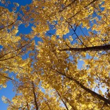 Cottonwoods, Pilgrim Hot Springs, AK