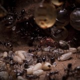 Honeypot Ant, nest interior, Arizona