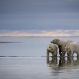 Polar Bear Pictures ...