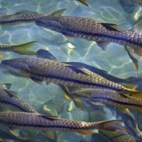 Golden Mahseer (Tor putitora) portrait