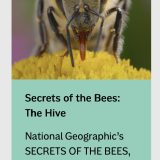 Wildscreen Awards for 'Secrets of the Bees'
