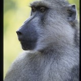 Yellow baboon, Tanzania