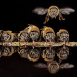 Secrets of the Bees, National Geographic, feature film